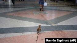 Un perro con correa camina detrás de su dueño en La Habana, Cuba.