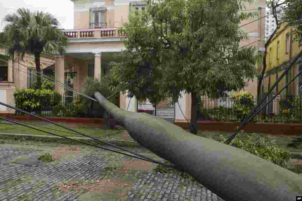 Una palma real derribada en La Habana. 